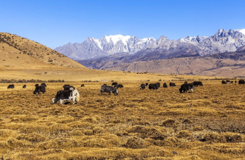 Lijiang Private Tour: Jade Dragon Snow Mountain&Baisha Town - Why This Tour Stands Out