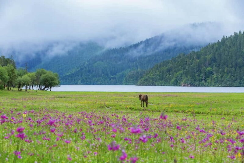 Lijiang: Pudacuo National Park and White Water Terrace Tour - Key Points