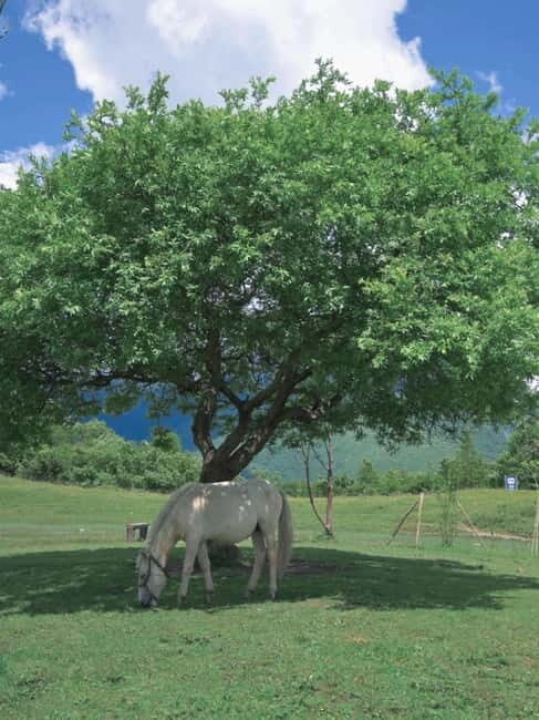 LijiangYulong Snow Mountain Yakniuping Cableway Day Tour - LijiangYulong Snow Mountain Yakniuping Cableway Day Tour: An In-Depth Look