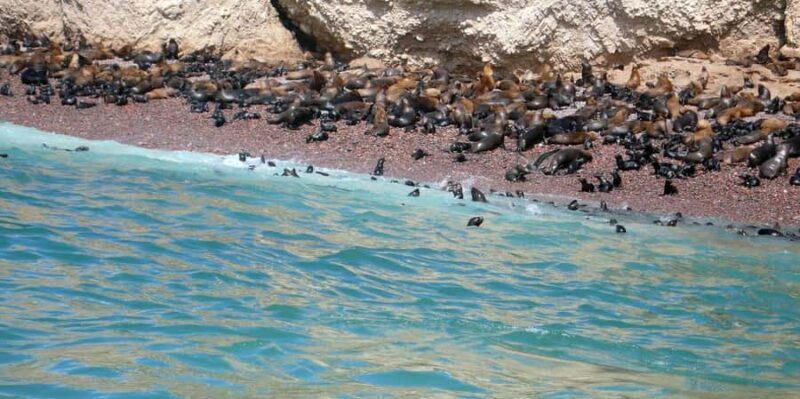 Lima: Ballestas & Huacachina Day Trip /Nazca Lines Flight,2D - Is This Tour Worth It?