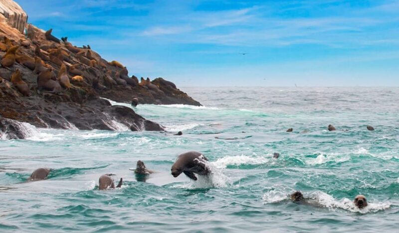 Lima: Excursion to Palomino Island | Entrance, sea lions | - Who Should Consider This Tour?