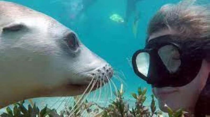 Lima : Islas Palomino - Swim with the Sea Lions - An In-Depth Look at the Palomino Islands Swim Tour