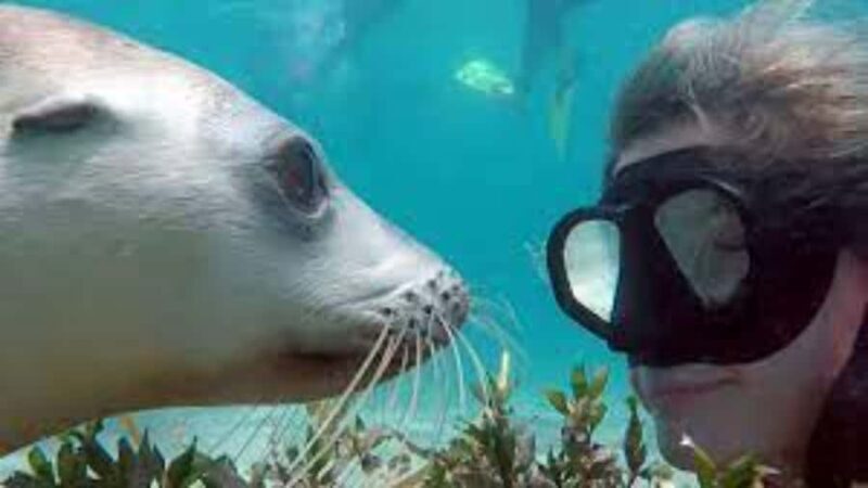 Lima | Islas Palomino Tour | Swim with Sea Lions - What Makes the Islas Palomino Tour Stand Out?