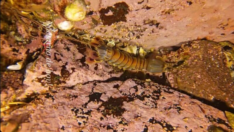 Lima: Night Dive in Pucusana - A Closer Look at the Night Dive Experience