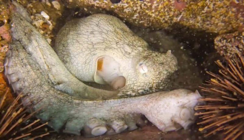 Lima: Night Dive in Pucusana - Why This Tour Is Worthwhile