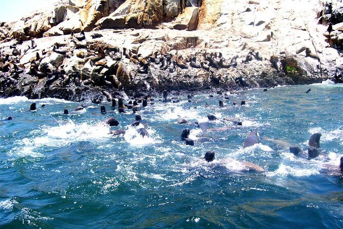 Lima: Palomino Islands Excursion & Swimming with Sea Lions with Hotel Transfers - A Detailed Look at the Experience