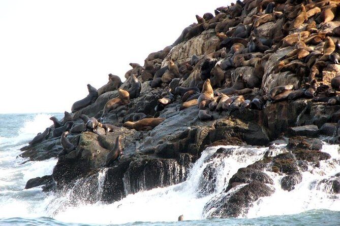 Lima: Palomino Islands Excursion & Swimming with Sea Lions with Hotel Transfers - FAQ