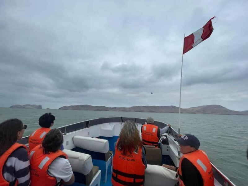 Lima: Palomino Islands Speedboat Tour & Swim with Sea Lions - The Swimming Experience