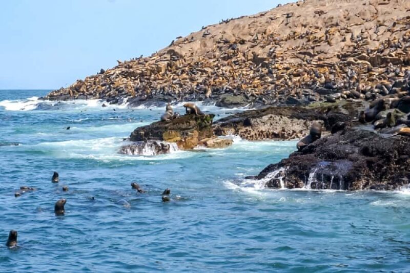 Lima: Palomino Islands Speedboat Tour & Swim with Sea Lions - Who Would Love This Tour?