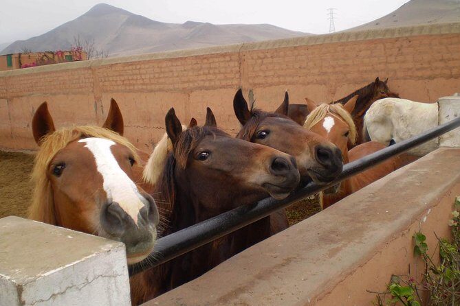Lima: Premium Peruvian Horse Show with Lunch & Transfers - A Comprehensive Look at the Lima Peruvian Horse Show Tour