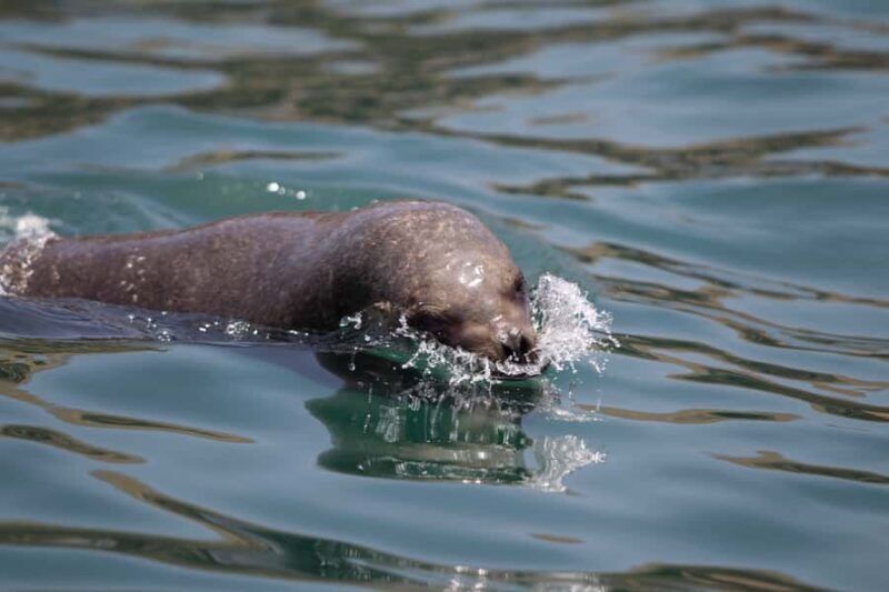 Lima: Sea Lion Swim and Wildlife Palomino Islands Cruise - Experience the Wild Side of Lima: Sea Lion Swim and Wildlife Palomino Islands Cruise