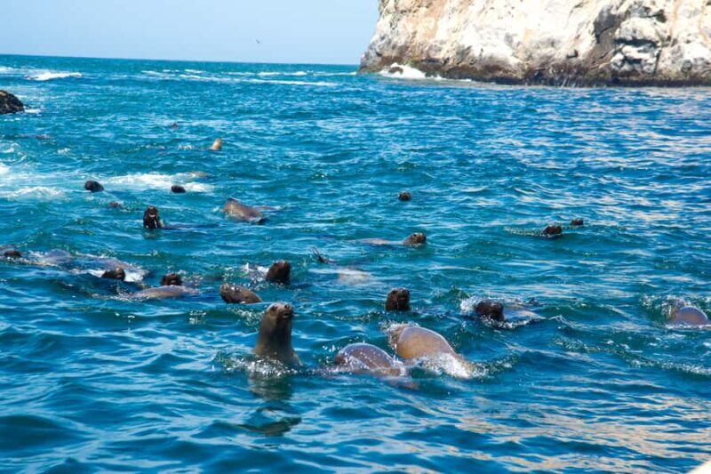 Lima: Sea Lion Swim and Wildlife Palomino Islands Cruise - The Experience of Swimming with Sea Lions