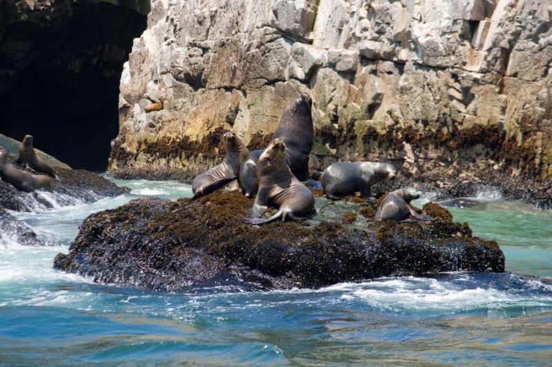 Lima: Sea Lion Swim and Wildlife Palomino Islands Cruise - FAQ