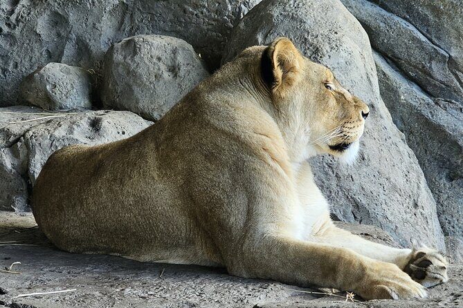 Lincoln Park Nature Museum and Zoo Public Walking Tour - Who Should Consider This Tour