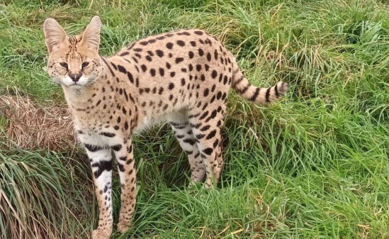 Lincolnshire: ARK Wildlife and Dinosaur Park Entry Ticket - Key Points