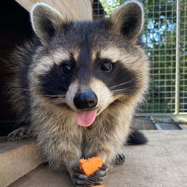 Lincolnshire: ARK Wildlife and Dinosaur Park Entry Ticket - The Rescue Sanctuary—More Than Just a Zoo