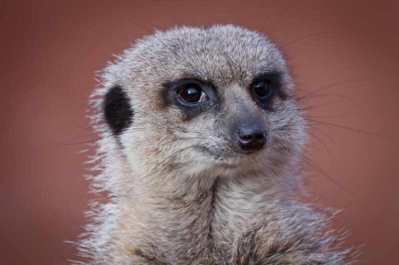 Lincolnshire: ARK Wildlife and Dinosaur Park Entry Ticket - Additional Experiences—Extras for the Adventurous