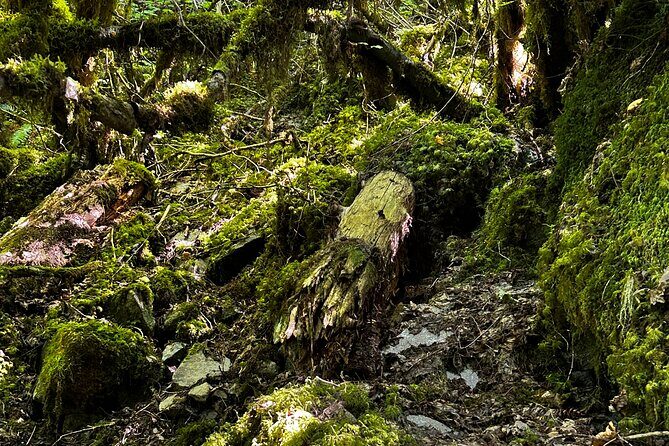 Lindeman and Chilliwack Lakes Sightseeing Tour - Who Will Love This Tour?