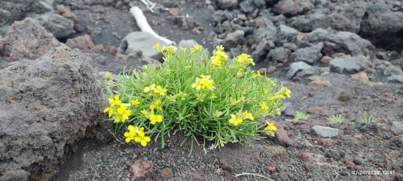 Linguaglossa: North Etna Guided Forest Walking Tour - A Detailed Look at the Tour Experience