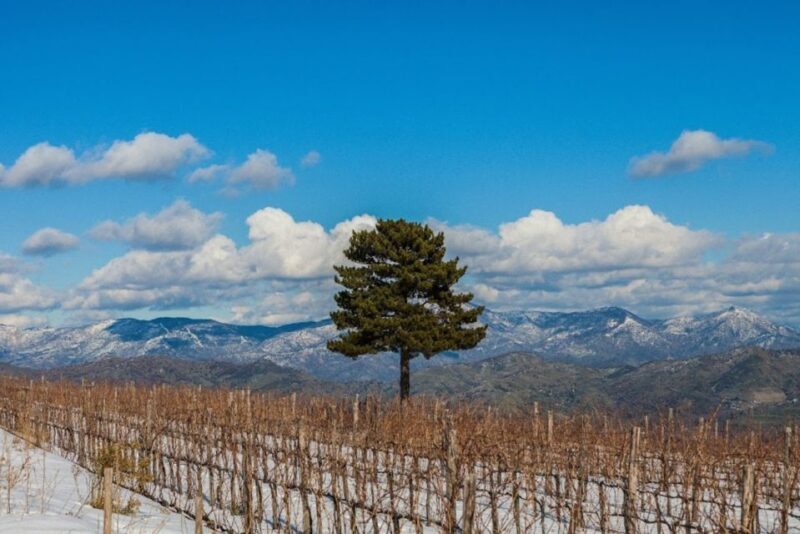 Linguaglossa: Wine Tasting Experience at Etna Nord - Key Points