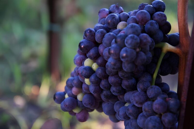 Lipari: Winery Guided Tour and Wine Tasting - Exploring the Lipari Winery Guided Tour and Wine Tasting