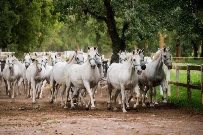 Lipica Stud Farm and kocjan Caves from Trieste - Key Points
