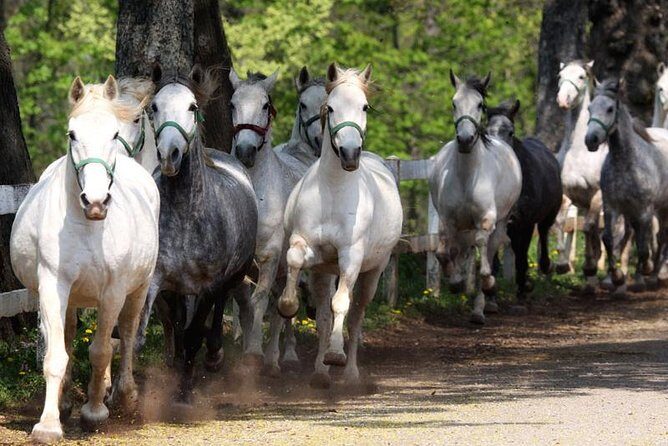 Lipica Stud Farm and Skocjan Caves from Koper - Key Points
