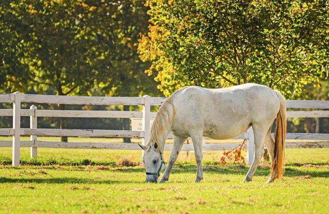 Lipica Stud Farm and Skocjan Caves from Piran or Portoroz or Izola - Key Points