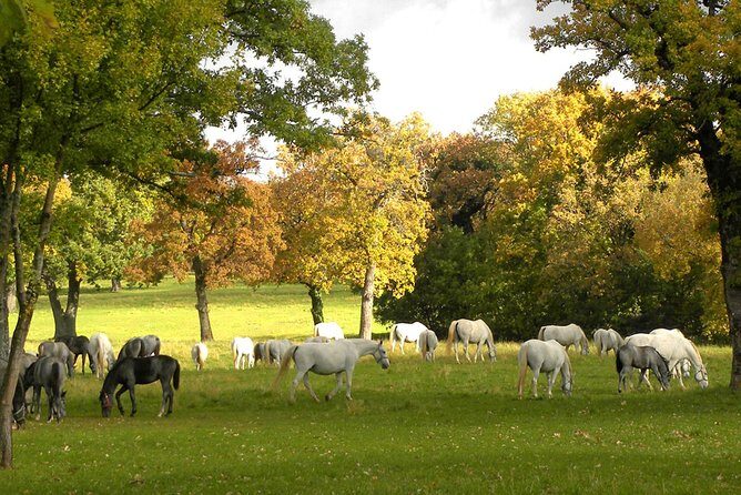 Lipica Stud Farm- Private Experience from Koper - Frequently Asked Questions