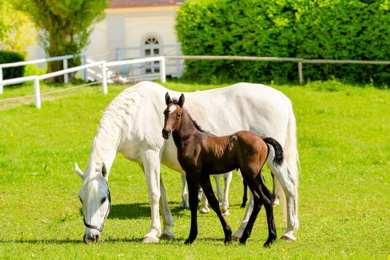 Lipizzaner Stud Piber: Guided Tour - The Value of Your Visit