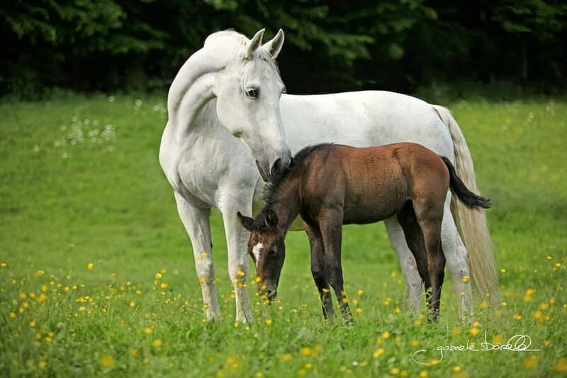 Lipizzaner Stud Piber: Independent Visit - Key Points
