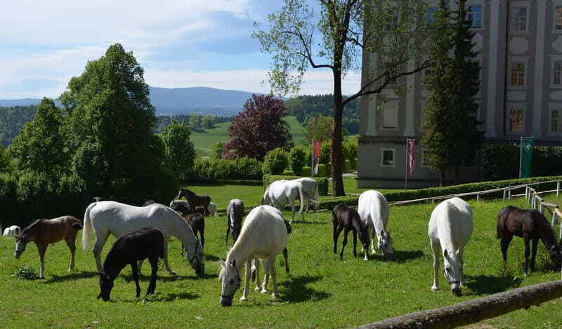 Lipizzaner Stud Piber: Independent Visit - In-Depth Review of the Lipizzaner Stud Piber Independent Visit