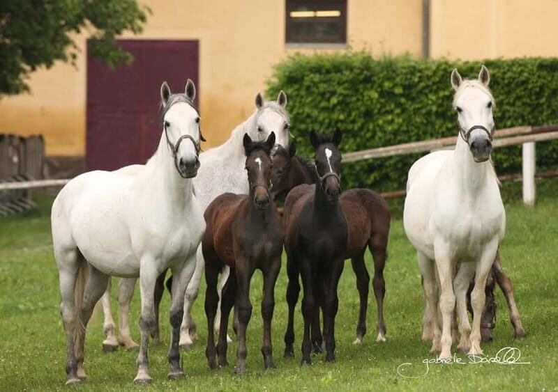 Lipizzaner Stud Piber: Independent Visit - FAQ