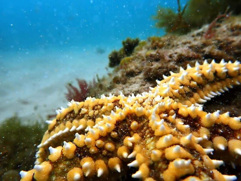 Lisboa: Snorkeling experience in Marine Reserve with photos - Lisboa: Snorkeling Experience in Marine Reserve with Photos