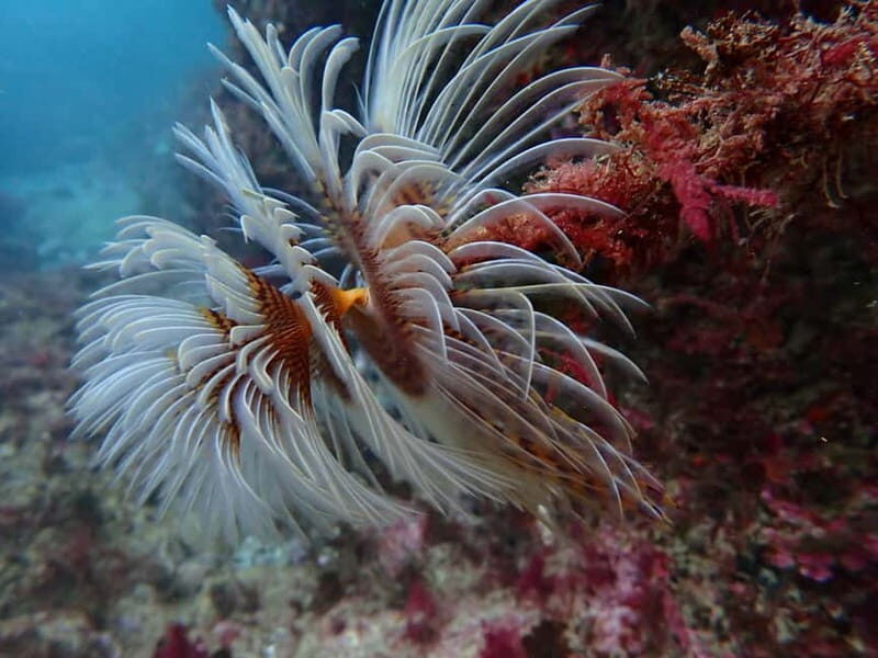 Lisboa:Try Scuba Diving in Arrábida Marine Reserve w/photos - Key Points