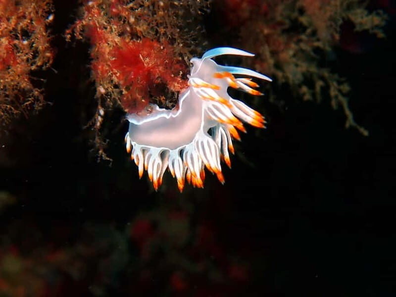 Lisboa:Try Scuba Diving in Arrábida Marine Reserve w/photos - Frequently Asked Questions