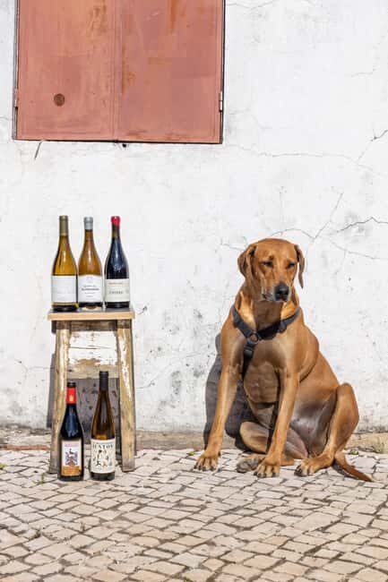 Lisbon: A journey through Portugal By the Glass - Why You Should Consider This Tour