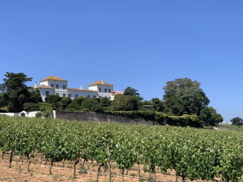 Lisbon Area Wine Tour - Why This Tour Is Worth Your Time