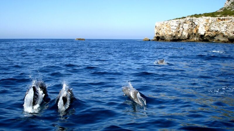 Lisbon: Arrábida Natural Park Dolphin Watching Boat Tour - The Value of This Tour