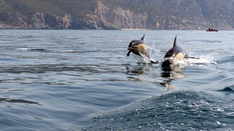 Lisbon: Arrábida Natural Park Dolphin Watching Boat Tour - Final Thoughts: Why This Tour Works