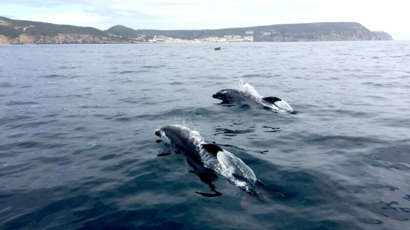 Lisbon: Arrábida Natural Park Dolphin Watching Boat Tour - FAQ