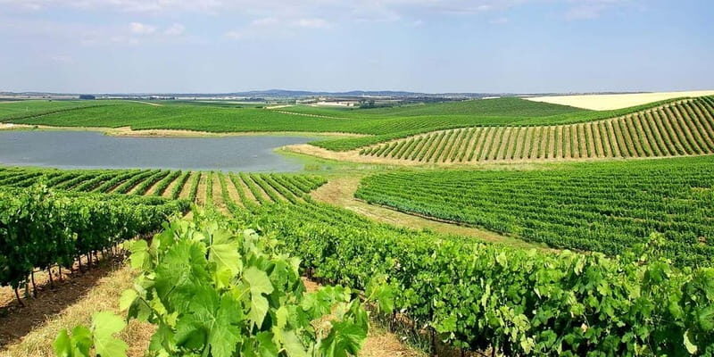 Lisbon: Arrábida Natural Park, Setúbal, and Azeitão Day Trip - Azeitão: The Wine and Pastry Capital