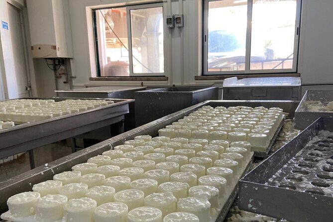 Lisbon Cheese Factory Visit, Wine Tasting and Tile Painting Tour - Who Should Consider This Tour?