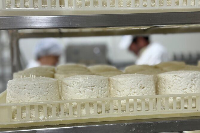Lisbon Cheese Factory Visit, Wine Tasting and Tile Painting Tour - About the Provider