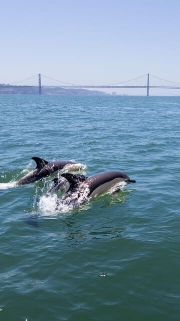 Lisbon: Dolphin Watching Boat Tour with Welcome Coffee - A Close Encounter with Lisbon’s Marine Wildlife and Coastline