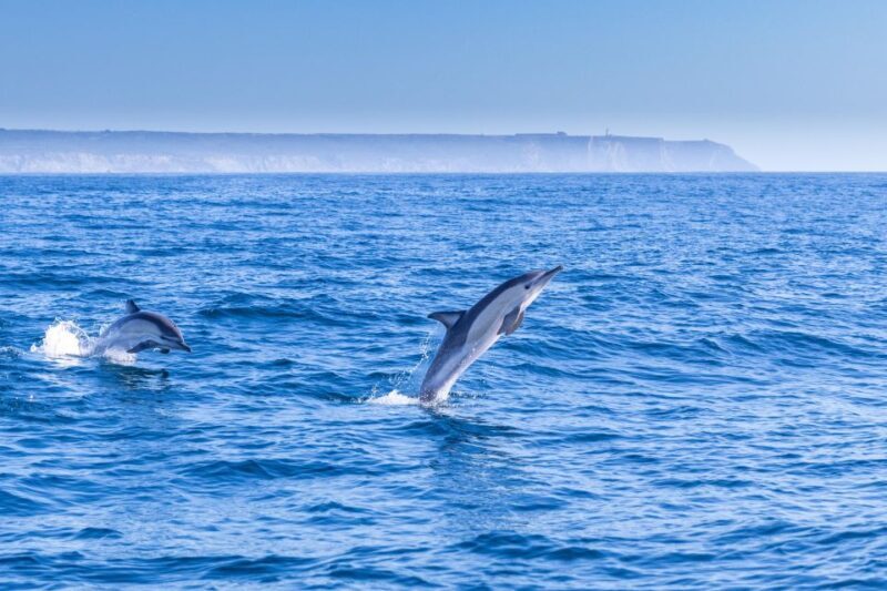 Lisbon: Dolphin Watching Boat Tour with Welcome Coffee - Key Points