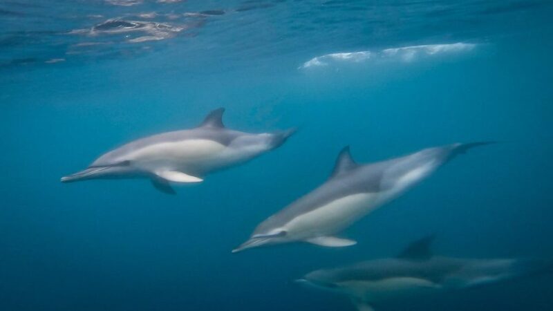 Lisbon: Dolphin Watching Boat Tour with Welcome Coffee - Frequently Asked Questions