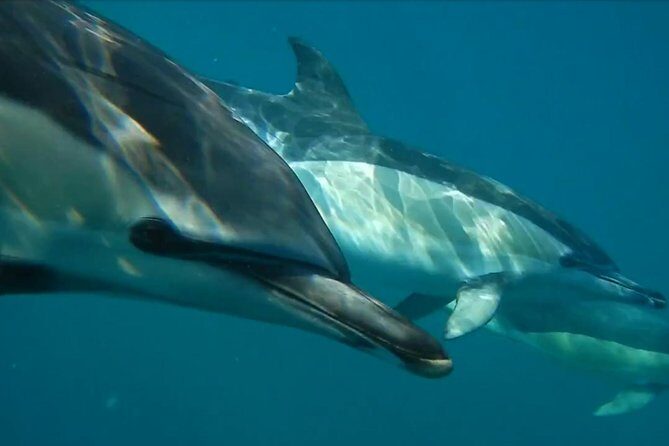 Lisbon Dolphin Watching with a Marine Biologist in a Small Group - FAQ