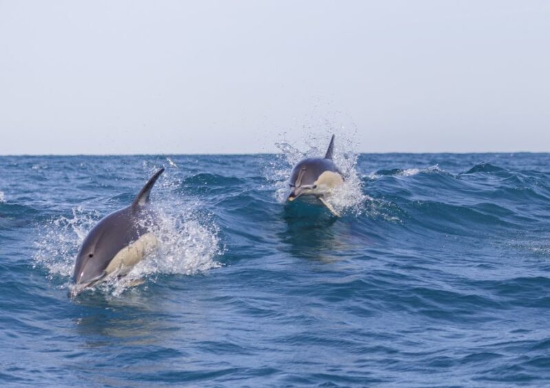 Lisbon: Dolphin Watching with Marine Biologist - Lisbon: Dolphin Watching with Marine Biologist — A Practical Guide