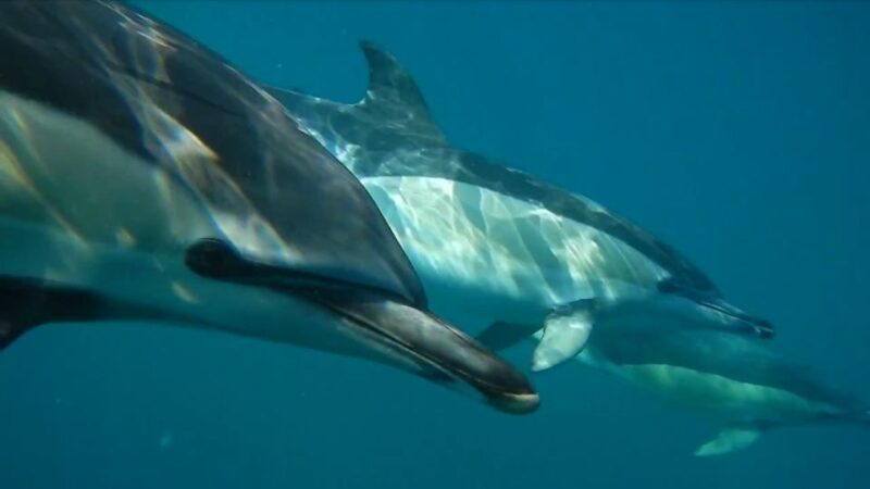 Lisbon: Dolphin Watching with Marine Biologist - Who Will Love This Tour?